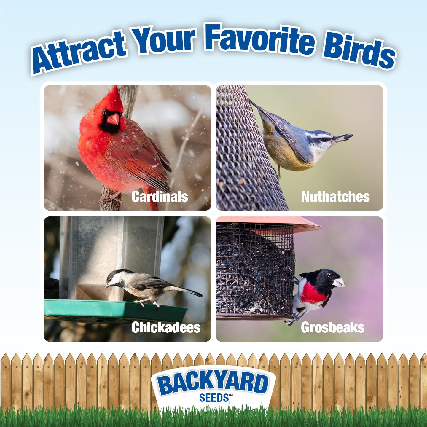 CountryMax Backyard Sunflower Seed Blend 20 lb – Black Oil & Striped Sunflower Mix for Cardinals, Chickadees, Grosbeaks & Wild Birds, High-Protein, Year-Round Bird Food