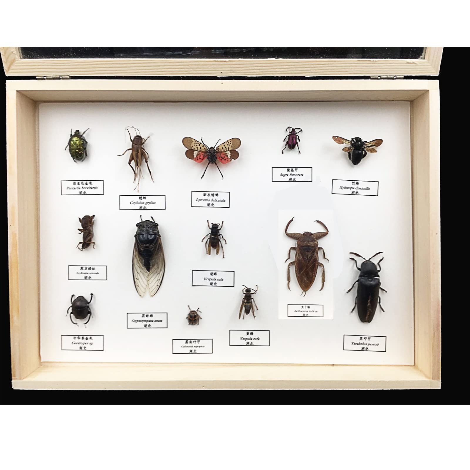 Amazon.co.jp: 本物の昆虫標本、虫標本、蝶標本、昆虫のタキシダーミー  