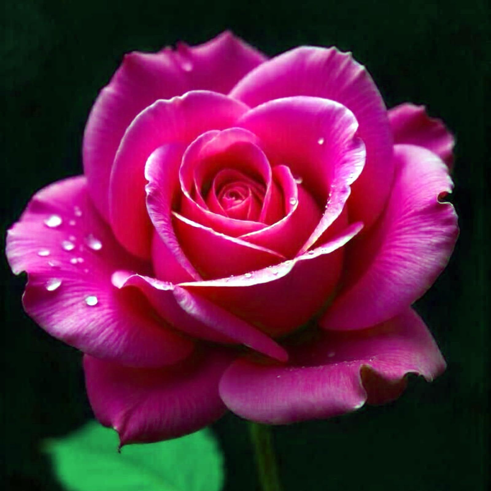 Stunning Rose Rhizome, Hardy Perennial, Garden Decoration, No Watering Required, Professional Planting, Suitable for Spring and Autumn-5 Rhizome-I