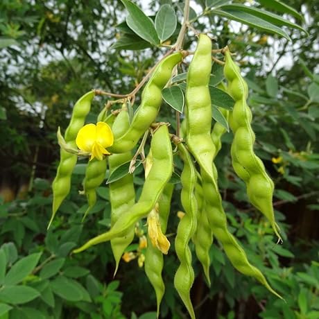 Pigeon Pea (Grandules) Puerto Rico Beans for Congo Pea Gardens