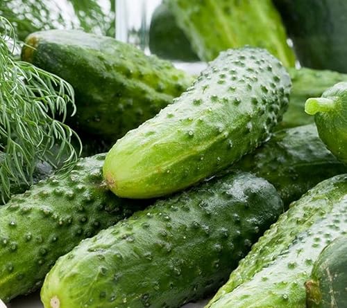 Miniatura 8 de Semillas Pepino Lyalyuk Little Mini Pickling Heirloom Vegetal para plantar sin OMG