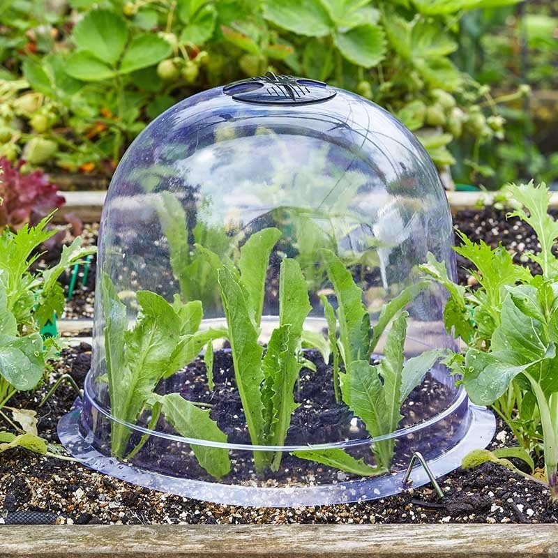 sgpuk Bell Cloche 3 pack clear cloche for plants 20cmH x 25cmDiameter