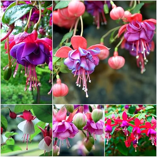 1000 semillas de flores fucsias para plantar perennes sin OMG reliquia Alta tasa de germinación