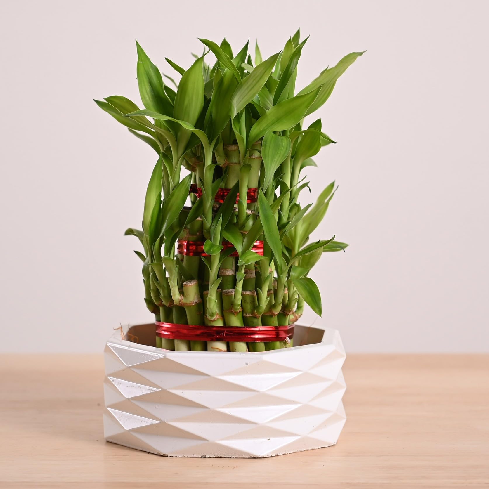 Lucky Bamboo 3 Layer Plant with Criss Premium Ceramic Planter