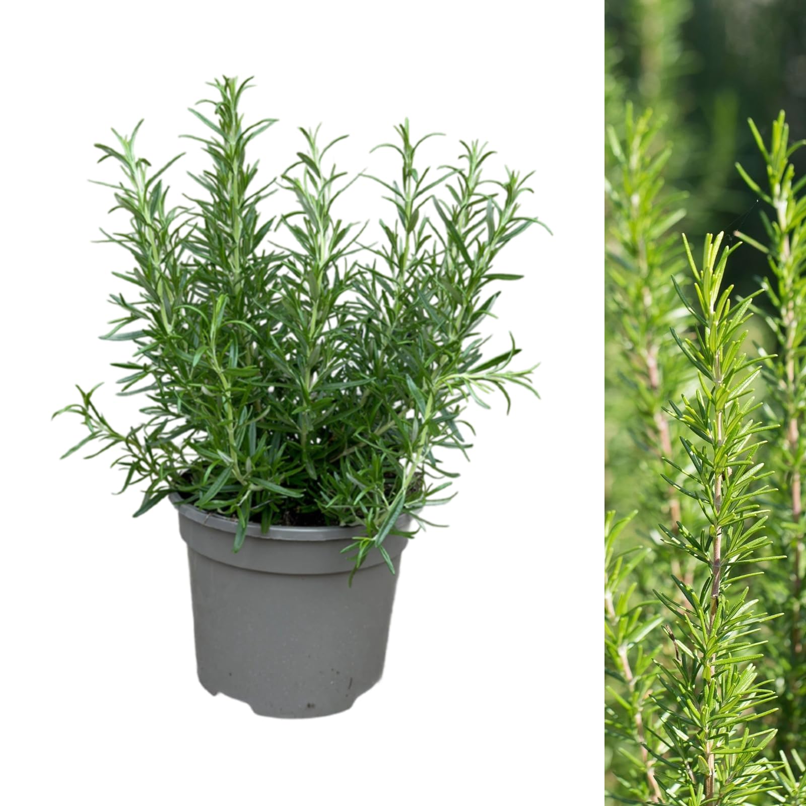 Carbeth Plants - 1 x Rosemary BBQ Herb Plant in 13cm Pot