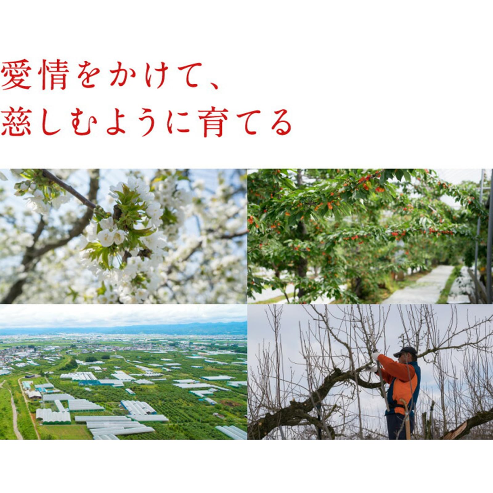 Amazon.co.jp: ジェイエイてんどうフーズ 予約商品 さくらんぼ 佐藤錦
