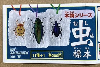 バラ売り可能　カタゾウムシセット　昆虫　標本　虫 Amazon | 本物シリーズ 虫偏(標本) 虫図鑑 7個5種セット