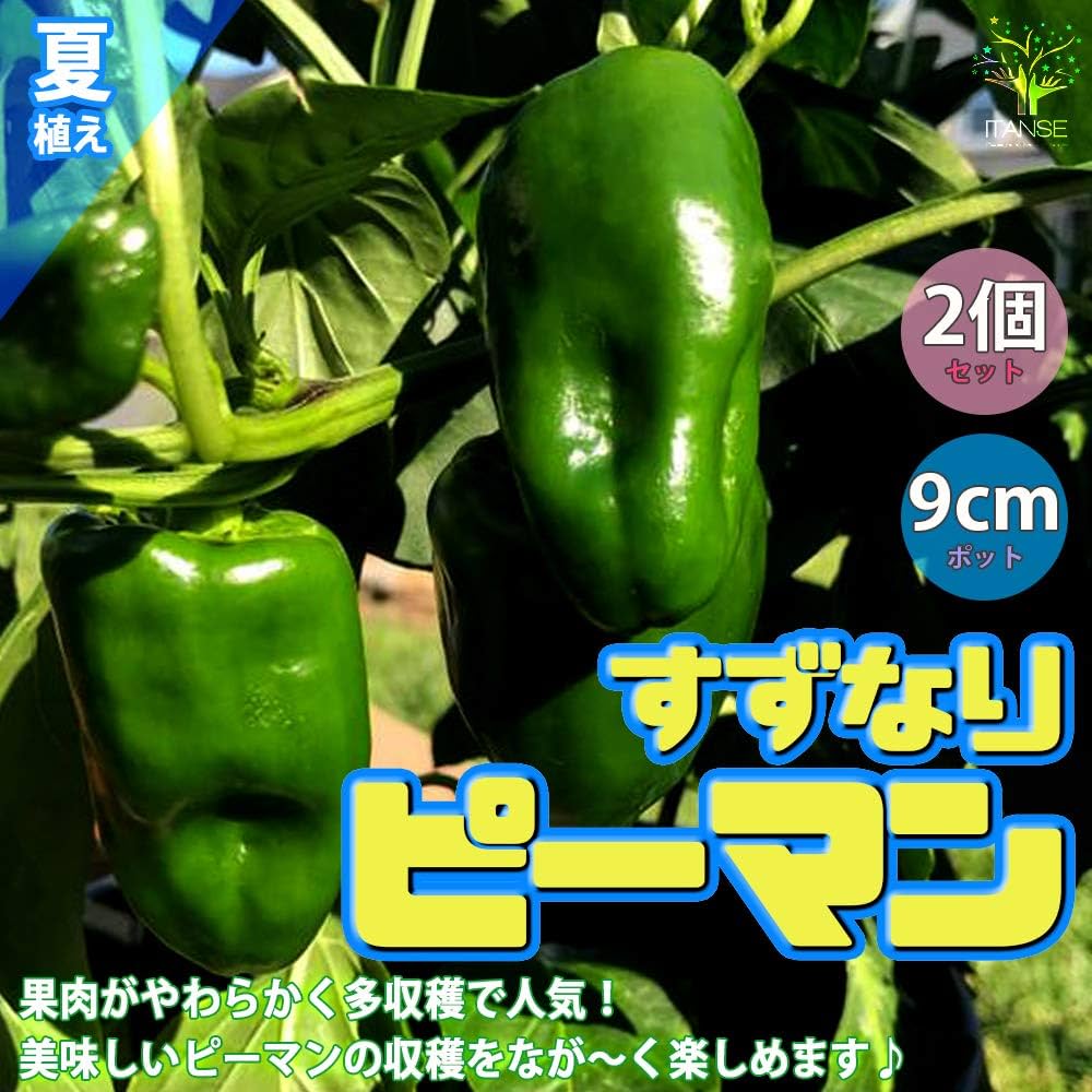 【組み合わせ自由♪】②珍しいなす・ピーマン・バジル・花の苗 Amazon.co.jp: ピーマン苗 すずなり夏植えピーマン【野菜苗 9cm