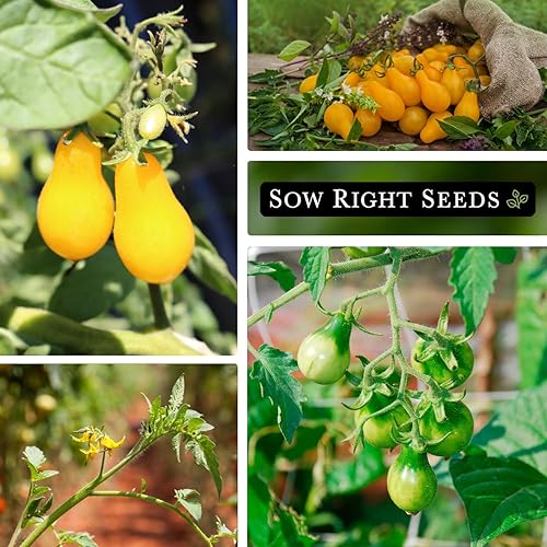 Miniatura 4 de Sow Right Seeds - Semilla de tomate de pera amarilla para plantar - Paquete de reliquia sin OMG con instrucciones para plantar un huerto casero -