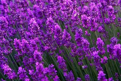 Miniatura 4 de Lavender Provance Más de 100 semillas sin OMG para jardín de hierbas y flores
