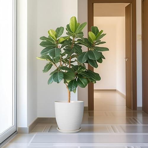 Miniatura 6 de Maceta de cerámica de 12 pulgadas, maceta grande con orificio de drenaje y platillo redondo para plantas de interior y exterior, color blanco