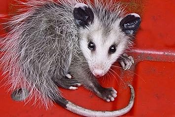 Amazon Co Jp 特大 ポスター オポッサム動物テールストライプかわいい 壁紙ウォールステッカーポスター 594x4mm ホーム キッチン