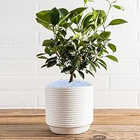 Vista 5 de Grava para suculentas y cactus de 10 libras, guijarros pulidos decorativos naturales blancos de 1/5 pulgadas para paisajismo, rocas de río