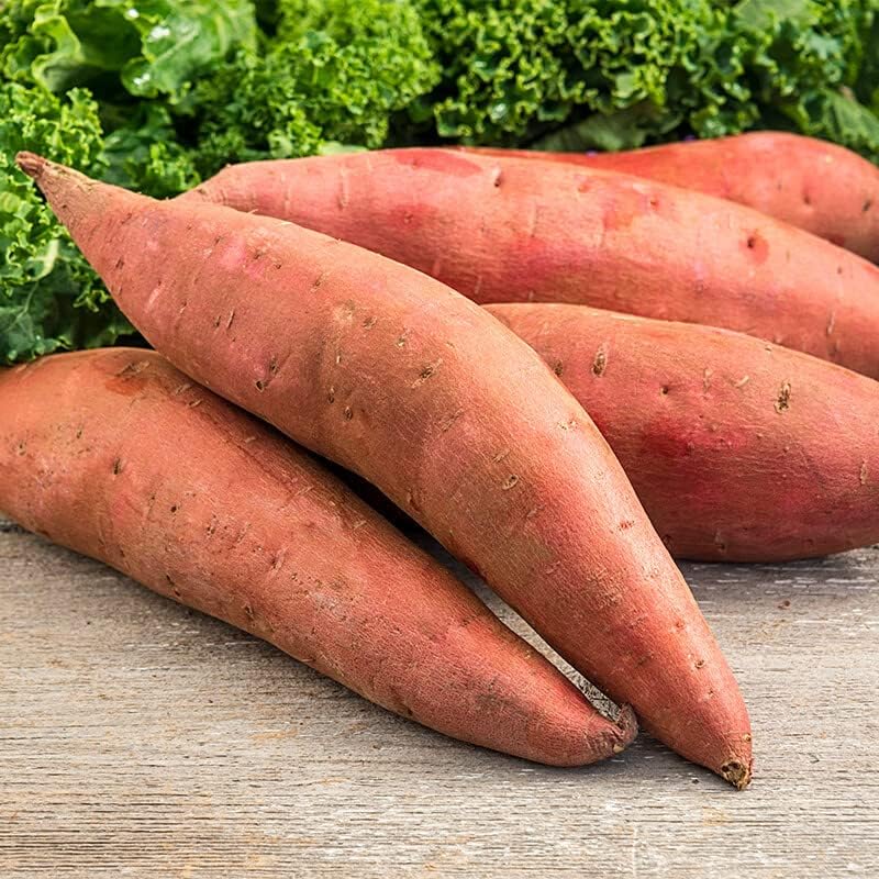 10 Sweet Potato Slips Plants, Beauregard Sweet Potato Cuttings, for Growing Your Garden