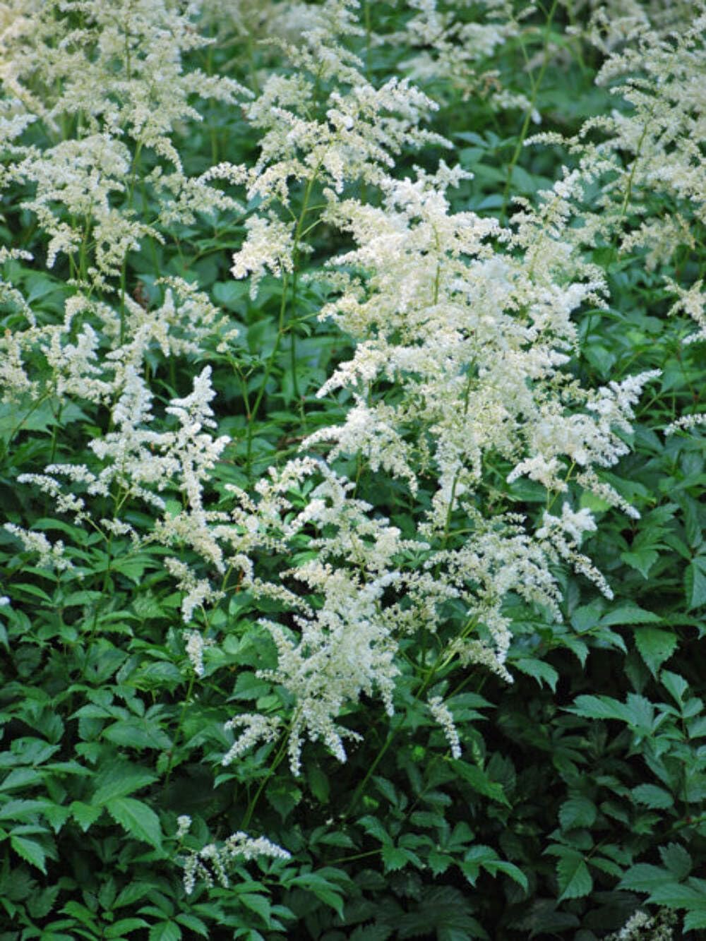 Astilbe 'Deutschland'