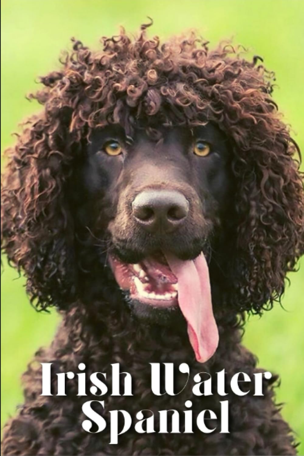 Irish Water Spaniel: Dog breed overview and guide