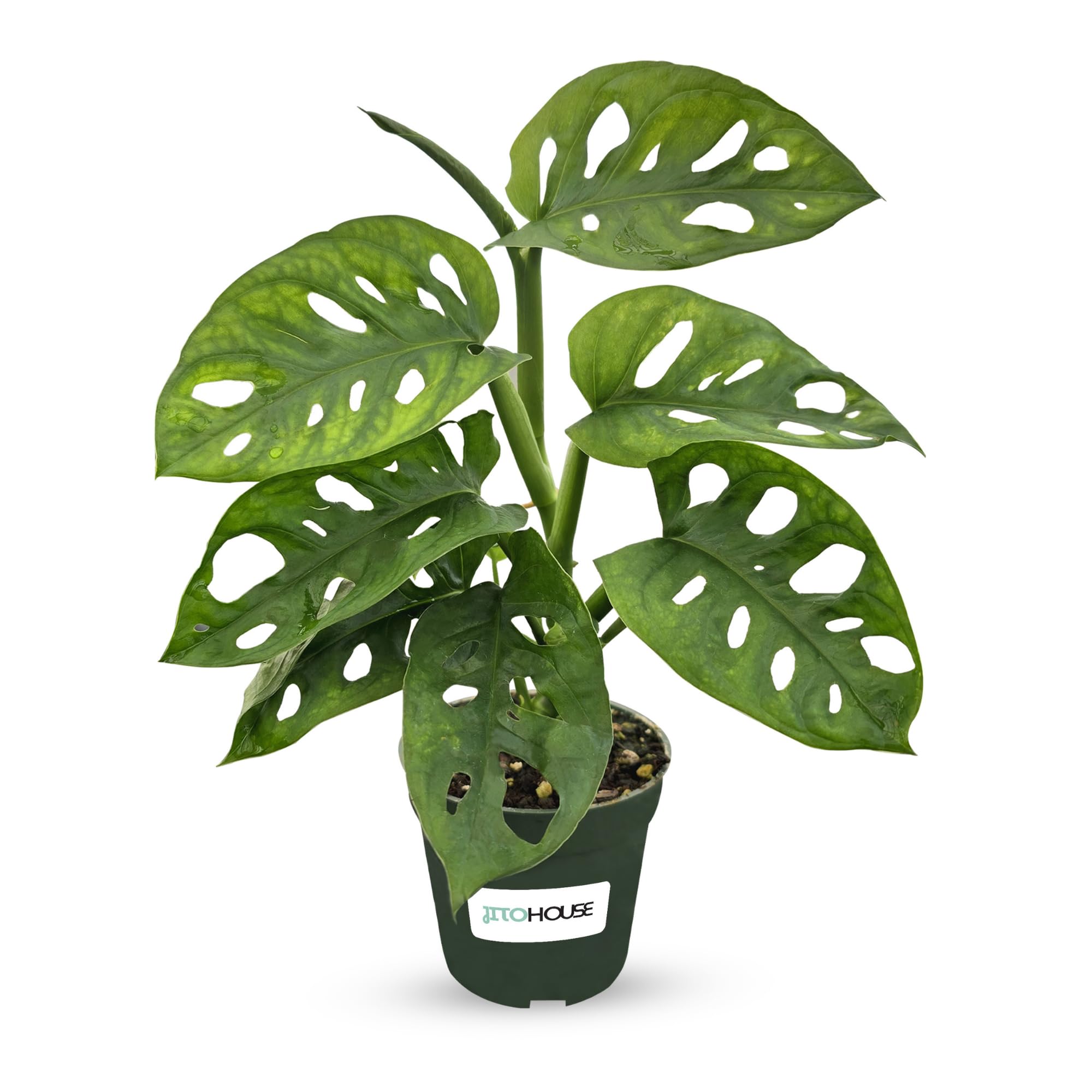 Bumble Plants Monstera Adansonii