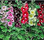 Hollyhock Single Mixed Colors - 250 Seeds - Long Blooming Period in All Zones