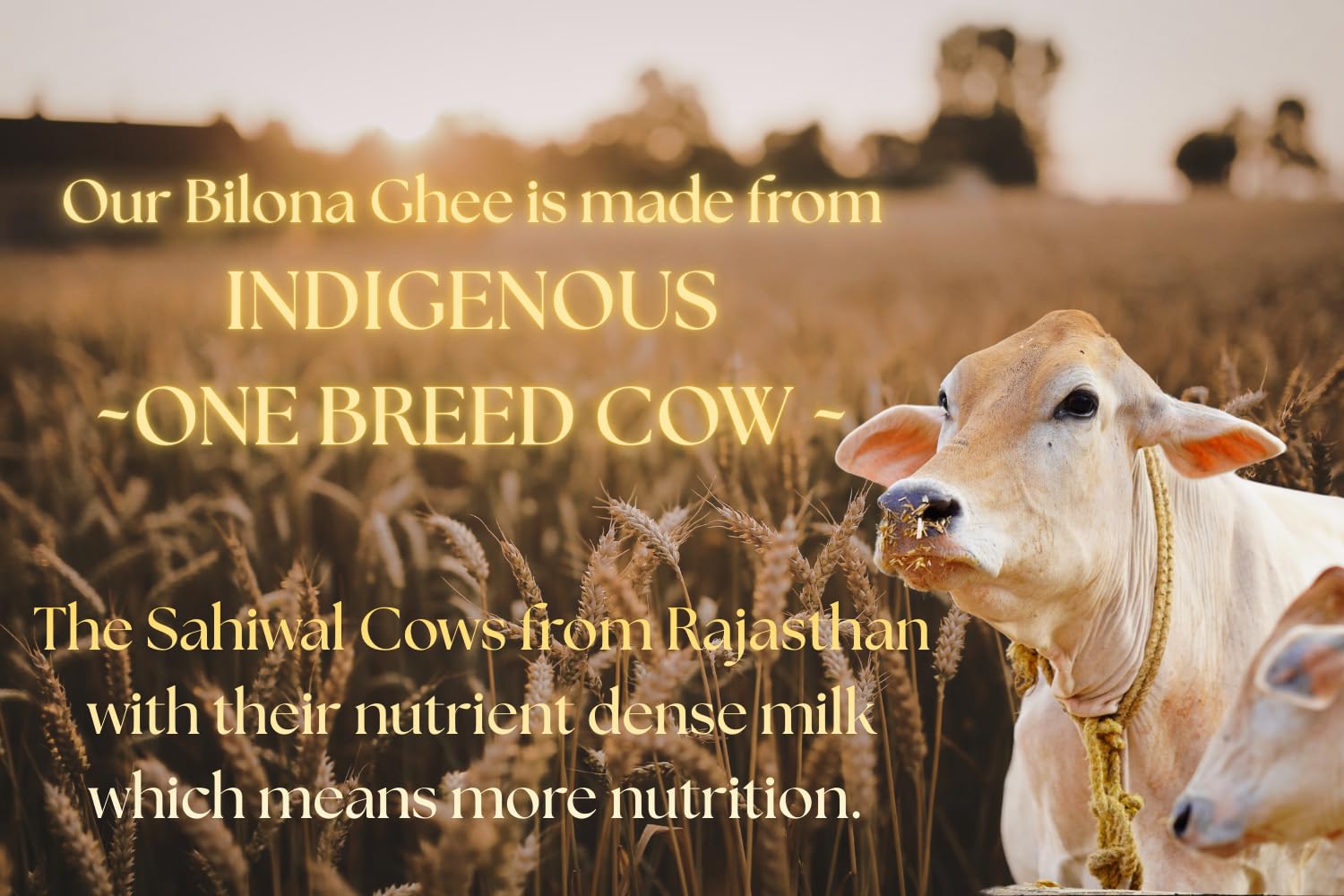 Only Mellow Desi Cow A2 Bilona Ghee | 100% Grass-Fed Indigenous Cow| Traditional Churned Ghee Made from Cultured Yogurt | Rich Granular Texture | Immunity & Wellness Superfood | 16 Oz (500gms)