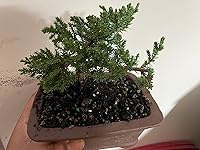 Review Image by Alayna Reed Alayna Reed