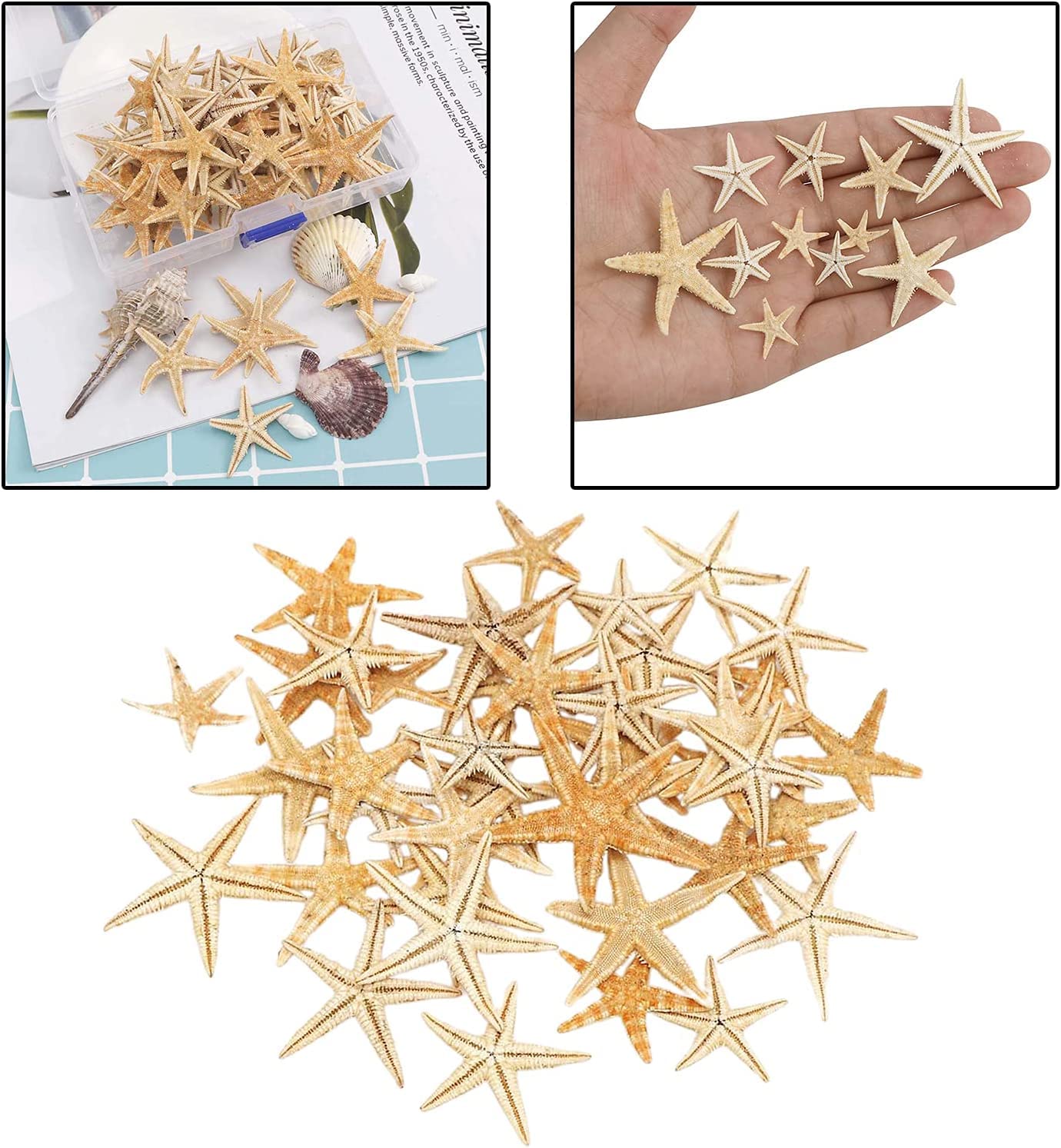 Amazon.co.jp: 天然ヒトデ 貝殻 小さなヒトデ スター ヒトデミックス