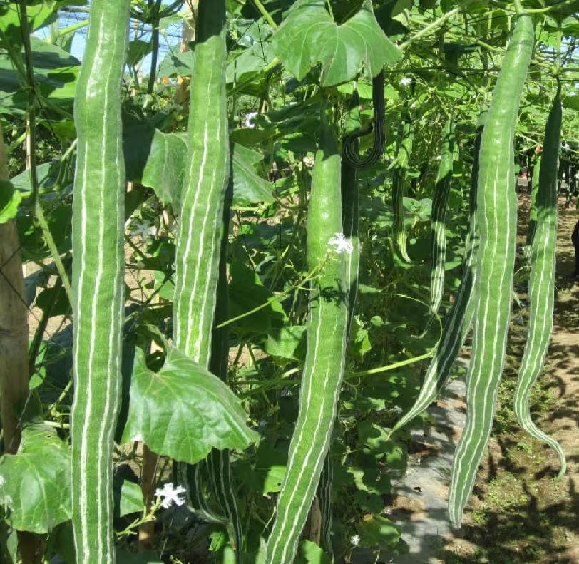 Snake Gourd Seeds "F1 Hybrid" (Chachinda/Chichinda/Padwal) | High Germination Seeds for Home Garden & Kitchen Garden | Non-GMO Climbing-image-22