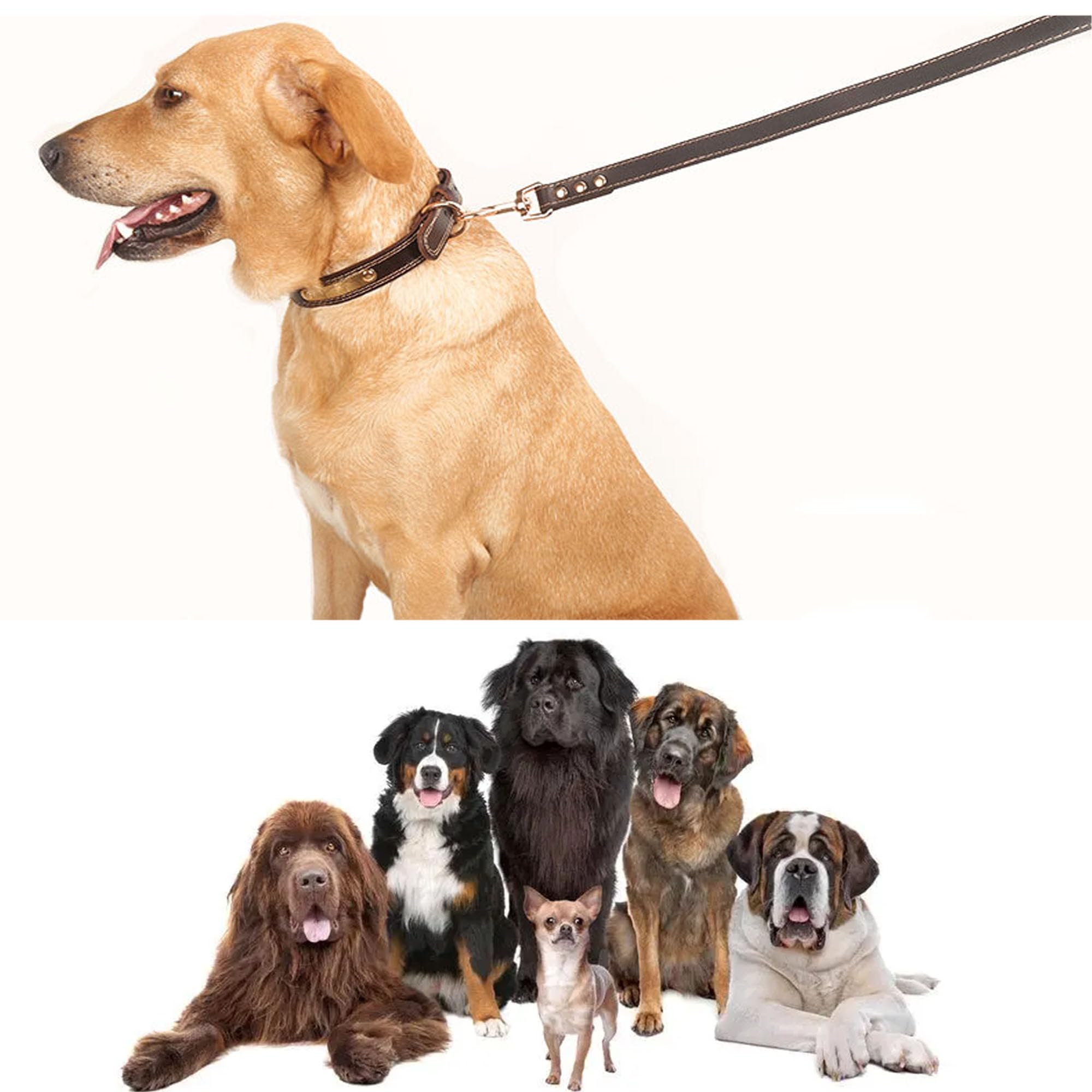 JWPCEU, Guinzaglio Per Cani Con Catena In Metallo Cromato E Impugnatura - Foto 5