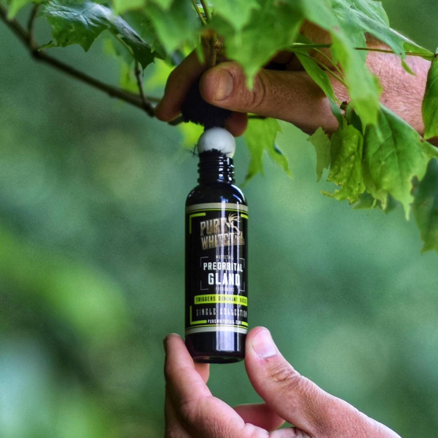 Pure Whitetail Preorbital Gland Scent & Bachelor Group Buck Urine | Natural Deer Scents for Mock Scrapes, Licking Branches & Cover Scent | 2 oz & 4 oz Bottles