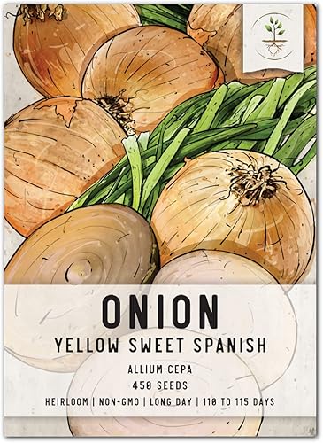 Seed Needs, Semillas de cebolla española dulce amarilla (Allium cepa) paquete individual de 450 semillas cada una, reliquia, sin OMG y sin tratar