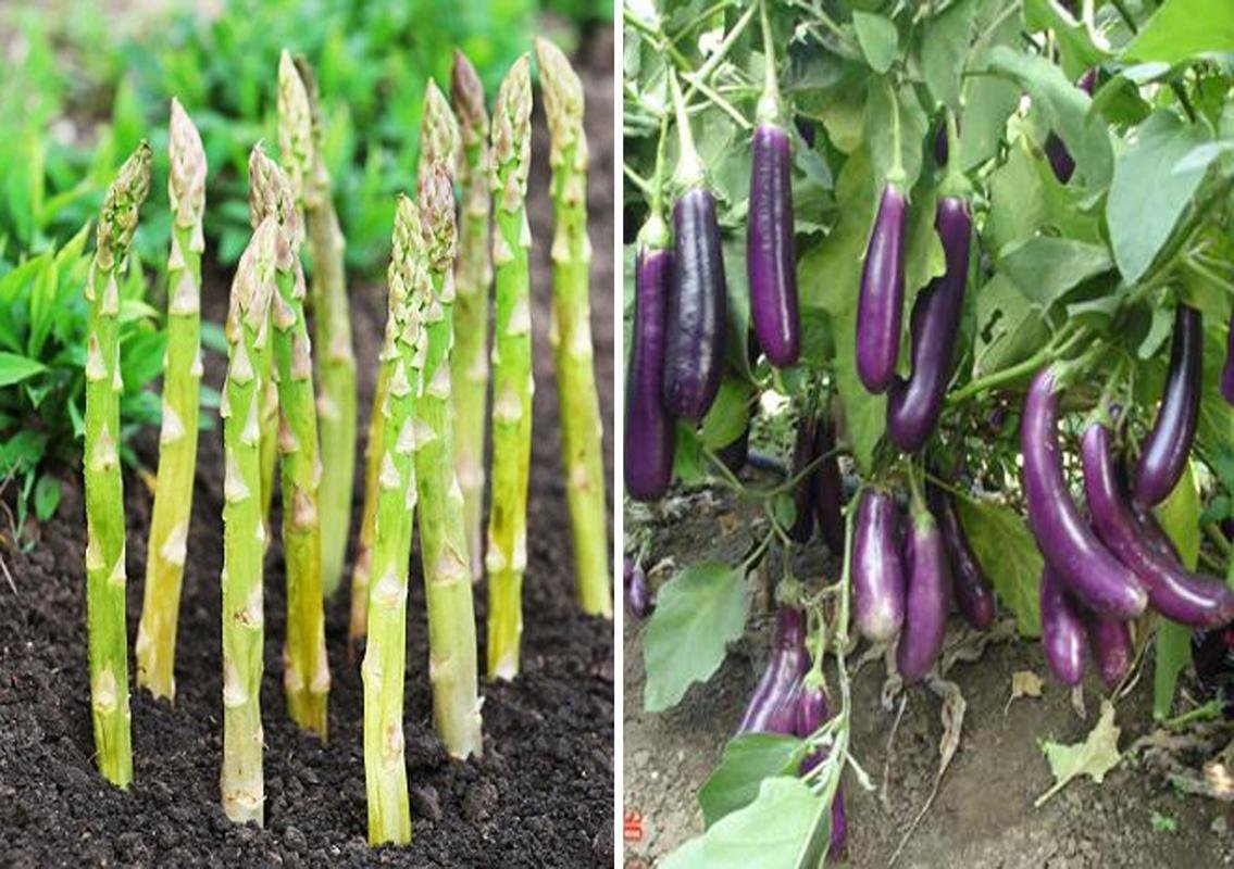 Asparagus UC 157 and Purple Long Brinjal Seeds (Pack of 10 Seeds