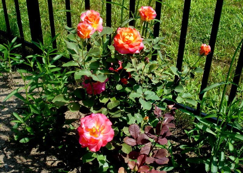 Mphmi Store Live Plant Nursery Plants Flowers Rose garden Pat Austin' (Rosa 'Pat Austin')