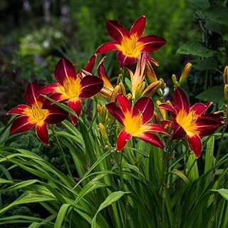 yanbirdfx Green Garden Flower Plants-100Pcs/Bag Daylily Seeds Erect Easy to Grow Yellow-Orange Hemerocallis Fulva Bareroot Seeds for Garden - Seeds