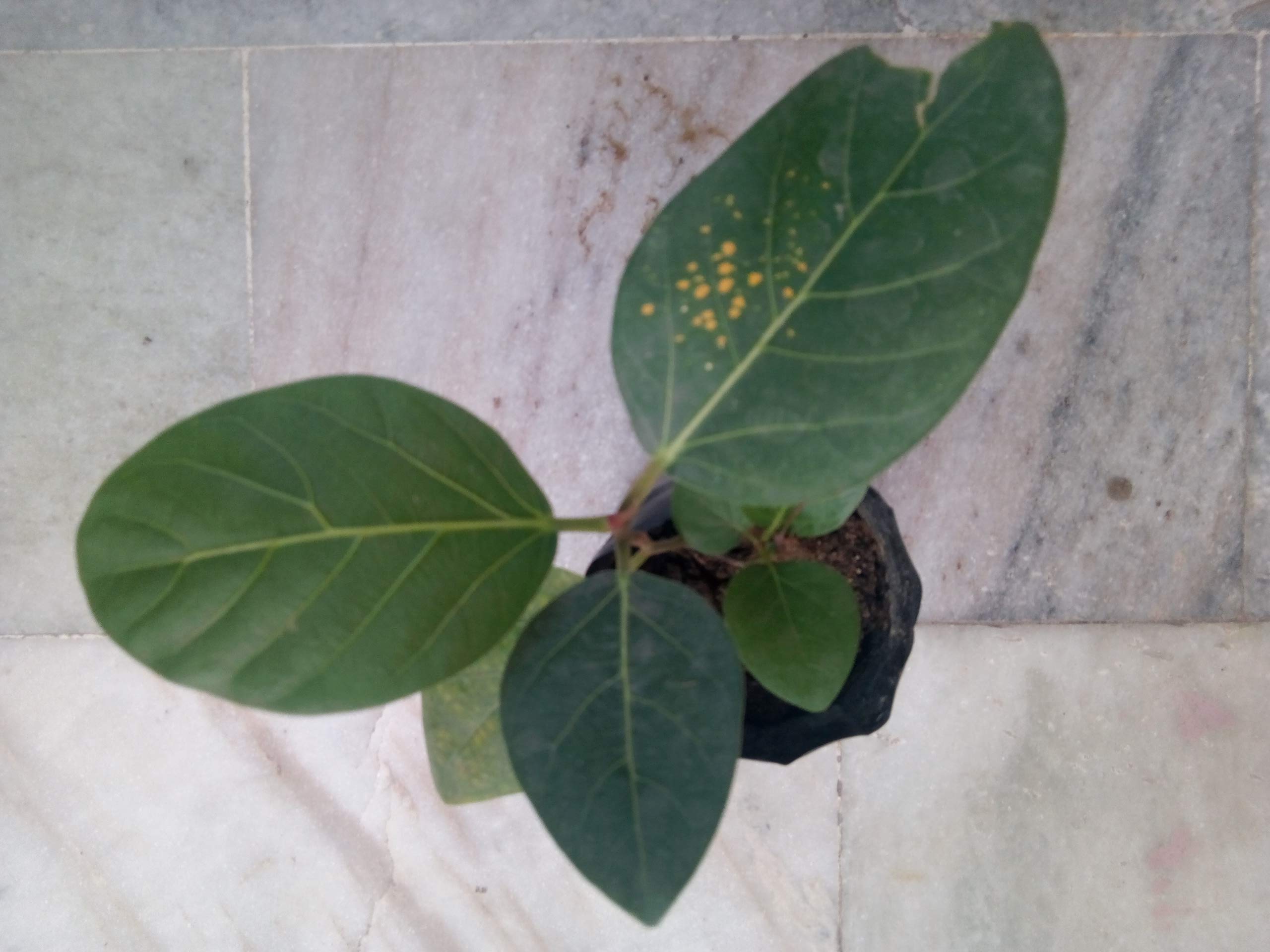 BLUE UNIVERSE plantation banyan bargad live plant (B081BB6XS6) Amazon Price History, Amazon Price Tracker