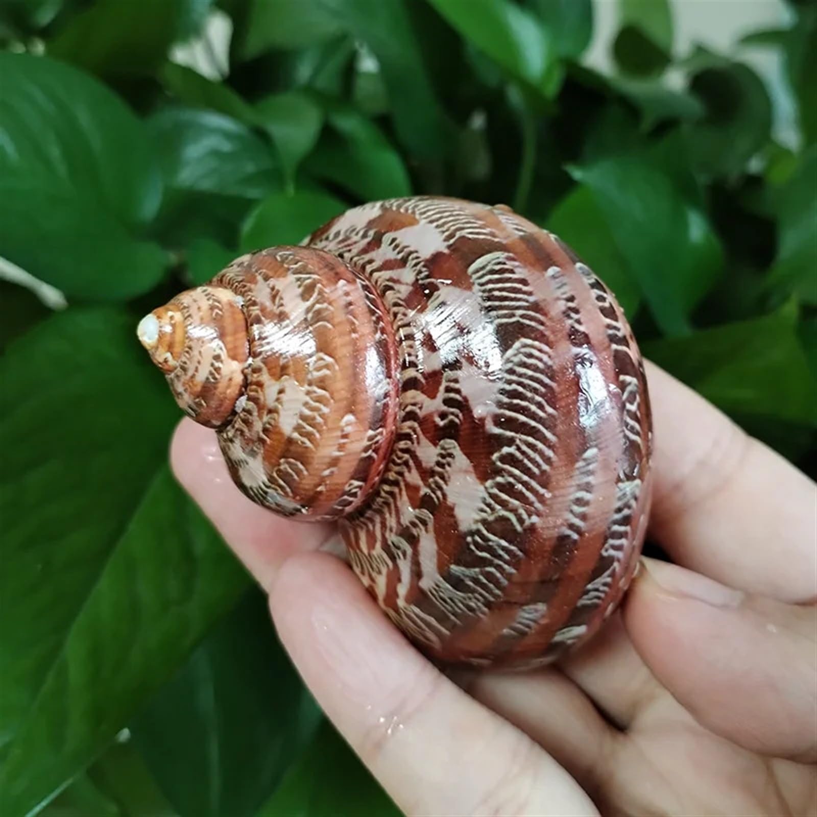 Muscheln 2 Stück Muscheln, braune Einsiedlerkrebse, Turbo-Muschel, Conch, echte Turbo-Petholatus-Ornamente, Dekoration for das Aquarium