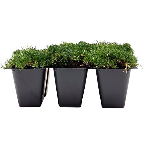 6 Irish Moss in 2.5” Nursery Cubes (Sagina subulata) |