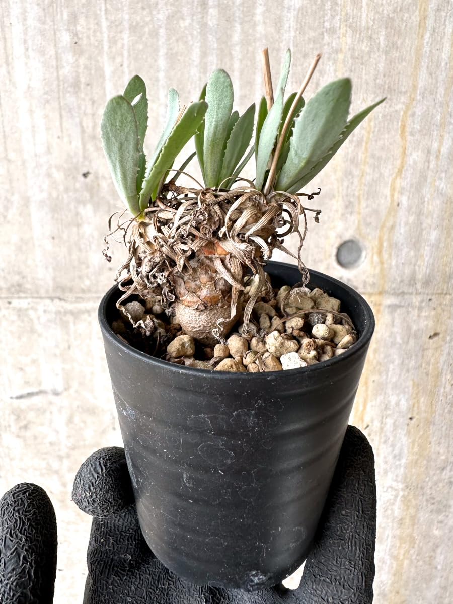 美株 オトンナ レピドカウリス 発根済 現品限り】オトンナ・レピドカウリス【K11】 Othonna lepidocaulis