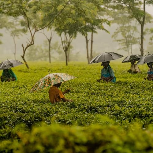 Grace Farms Organic English Breakfast Black Tea (16 Pyramid Sachets) | Smooth And Malty | Fairtrade And Kosher Certified | Gives Back 100% Of Profits #TOP6