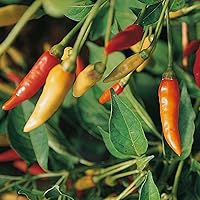 Vista 2 de Pimienta tabasco en polvo de 2 onzas, condimento seco y molido, un condimento picante versátil para usar en una variedad de comidas. - Country Creek