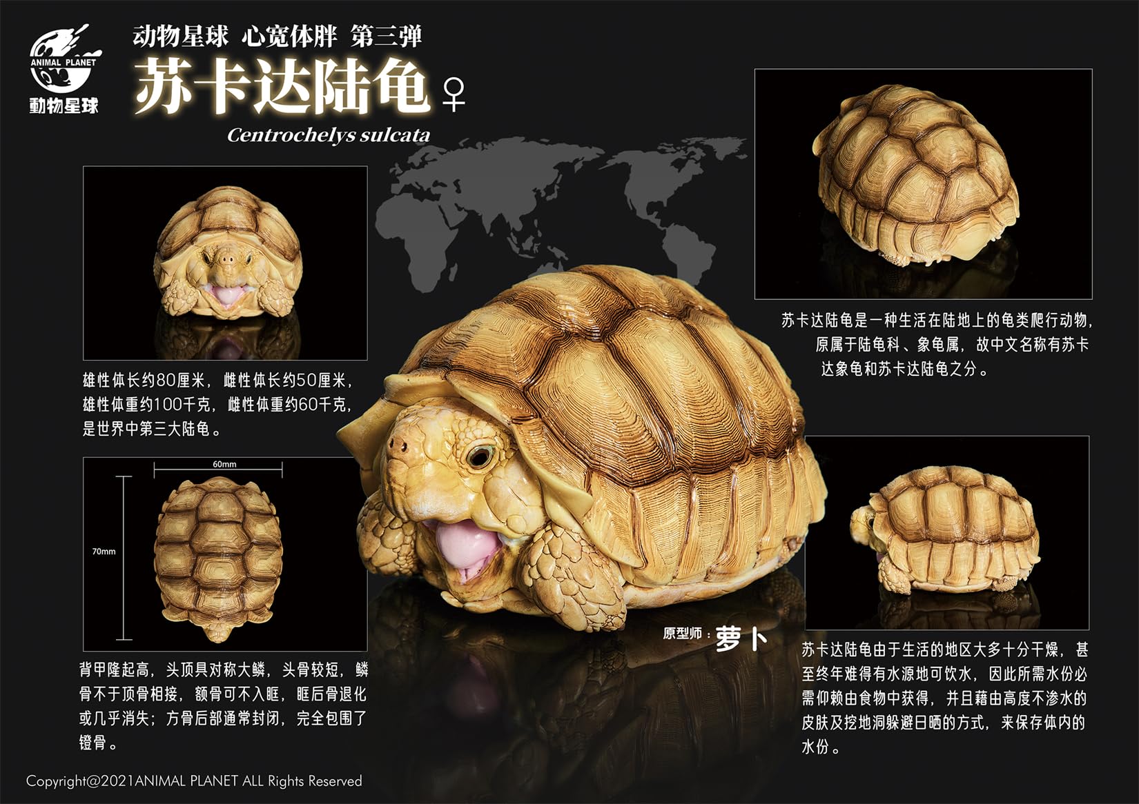 Amazon | BACALYSO | 動物惑星 3.0 カメ 亀 ガチャガチャ