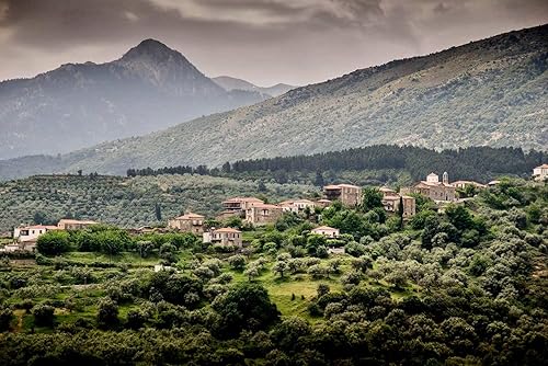 Miniatura 5 de Ancient Foods Té orgánico Fresh Mountain  Té de montaña griega, té orgánico y sin cafeína, hoja suelta de Grecia (1.41oz)
