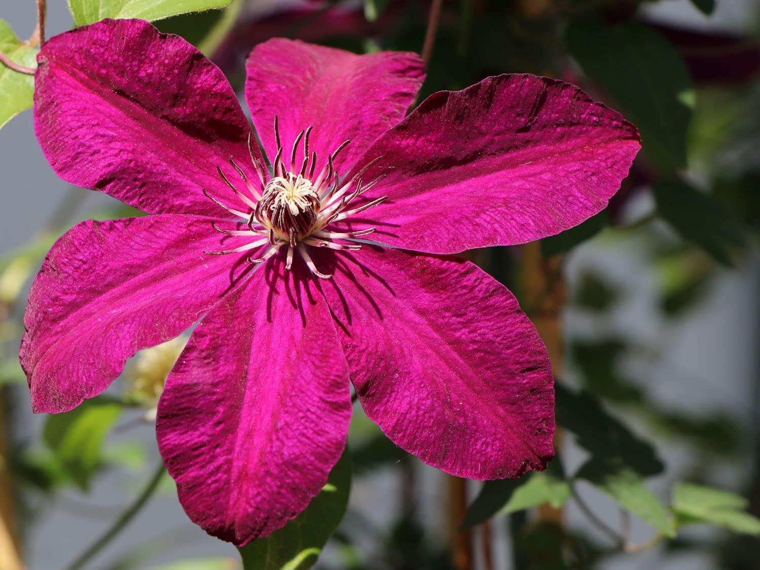Westerplatte Clematis