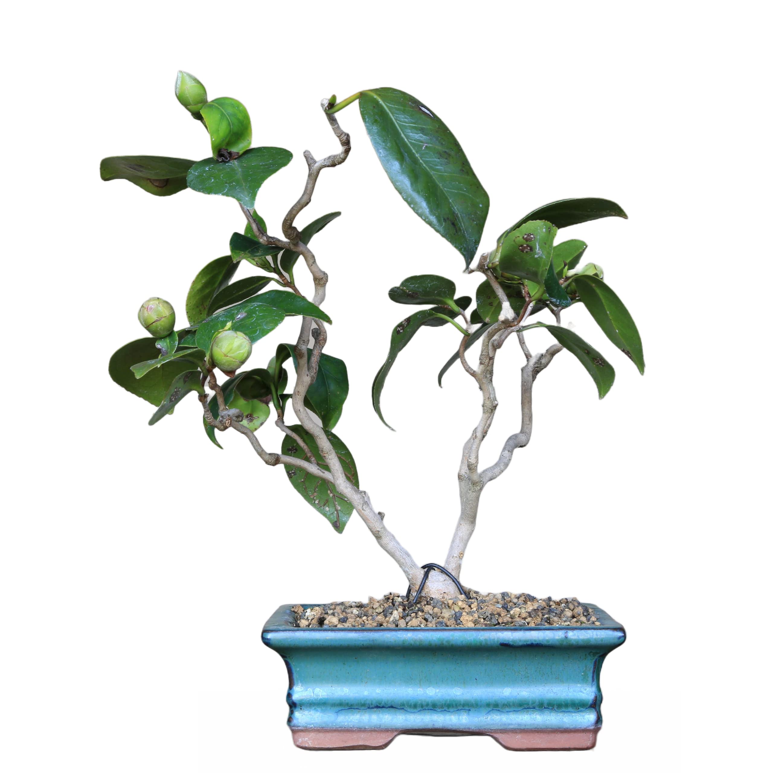 冬椿盆栽 (白) 根上り盆栽 冬椿盆栽 (白) 根上り盆栽 冬椿盆栽 冬椿盆栽 (白) 根上り盆栽 冬椿盆栽 (白) 根上り盆栽 冬椿盆栽