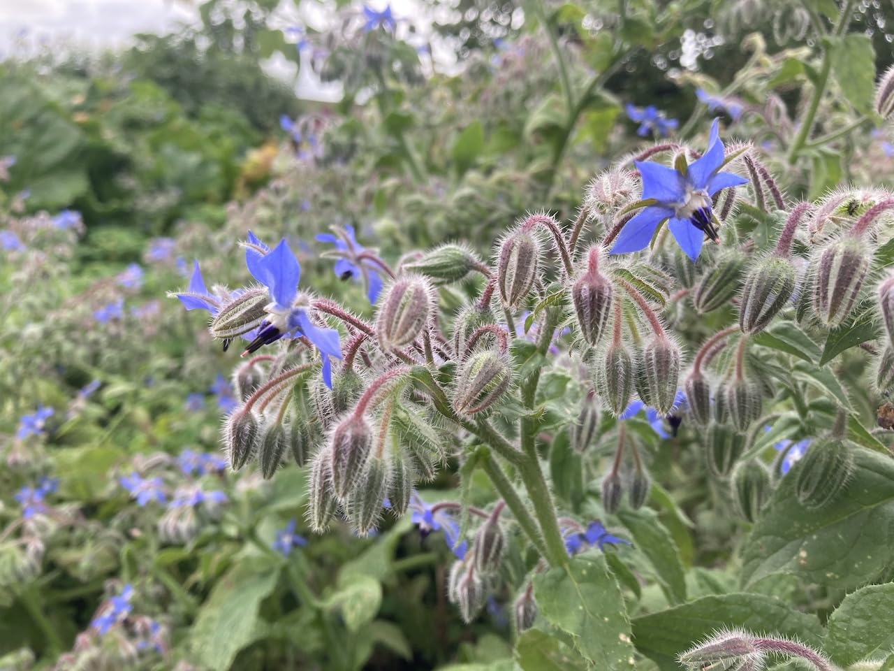 Borage officinalis | Common Borage |6 Plug Plants | Wildflower