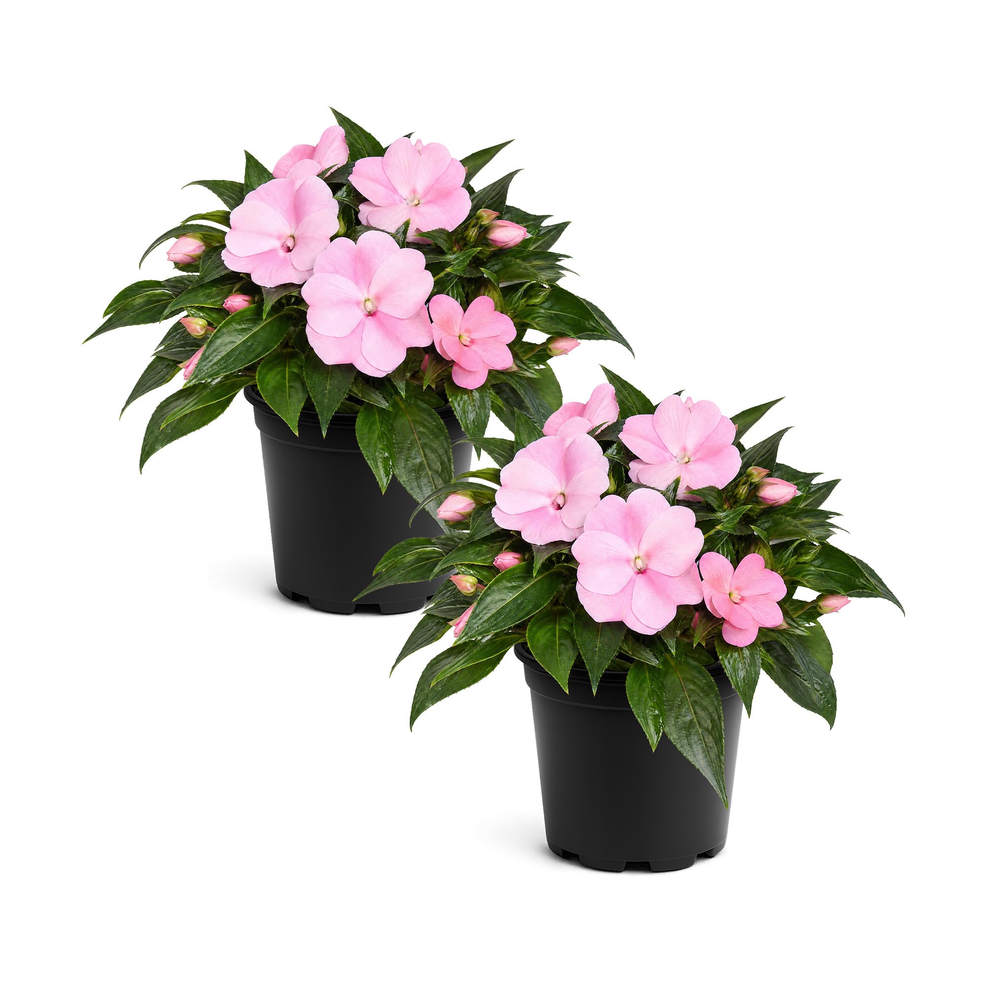 New Guinea Impatiens Shades of Pink