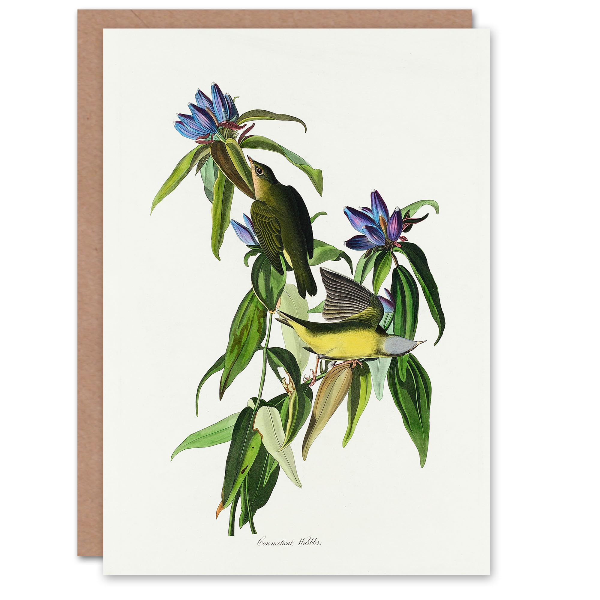 Artery8 John James Audubon Art Card Connecticut Warbler Bird