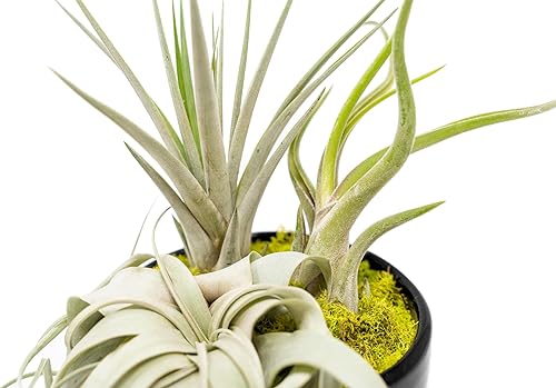 Miniatura 2 de Air Plant Shop Planta de aire grande ensamblada para jardín, al por mayor y a granel, suculentas, Tillandsia viva, plantas de interior y exterior de