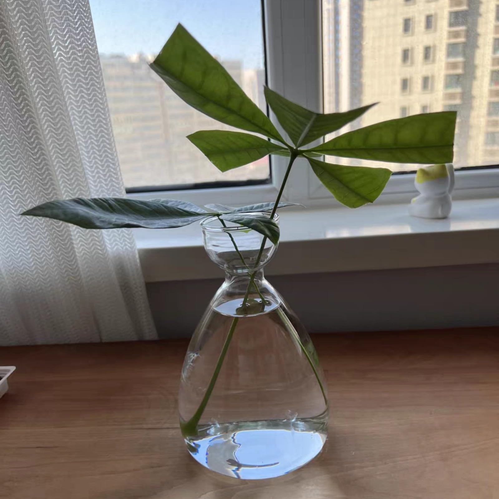 Set di 2 vasi in vetro e starter kit con sementi per la coltivazione domestica dell'avocado, ideale come decorazione per tavolo, ufficio, casa