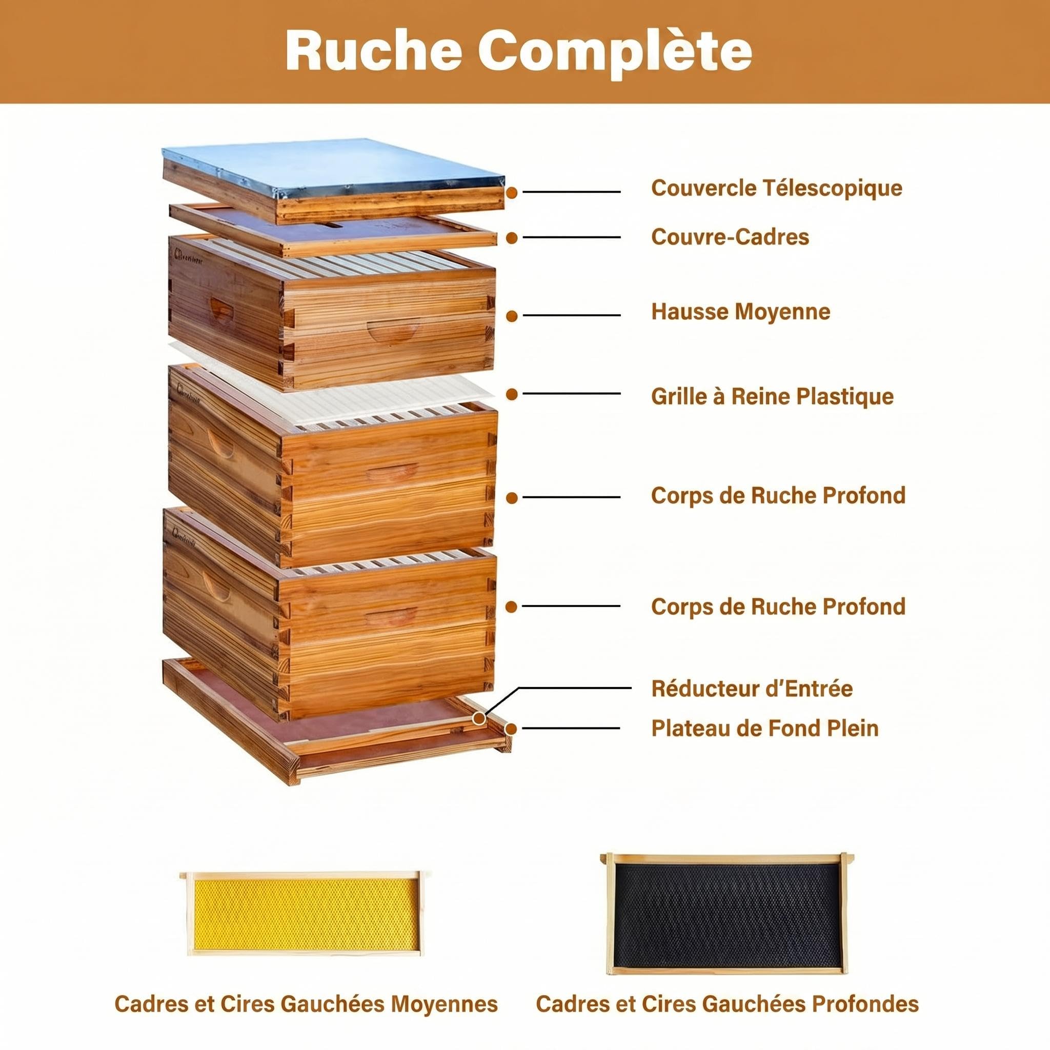 Garvee Kit de démarrage apiculture Langstroth 10 cadres – 2 hausses profondes, 1 moyenne – Cadres et fondations en cèdre enduits de cire d’abeille – Pour apiculteurs débutants et pros – Ruche