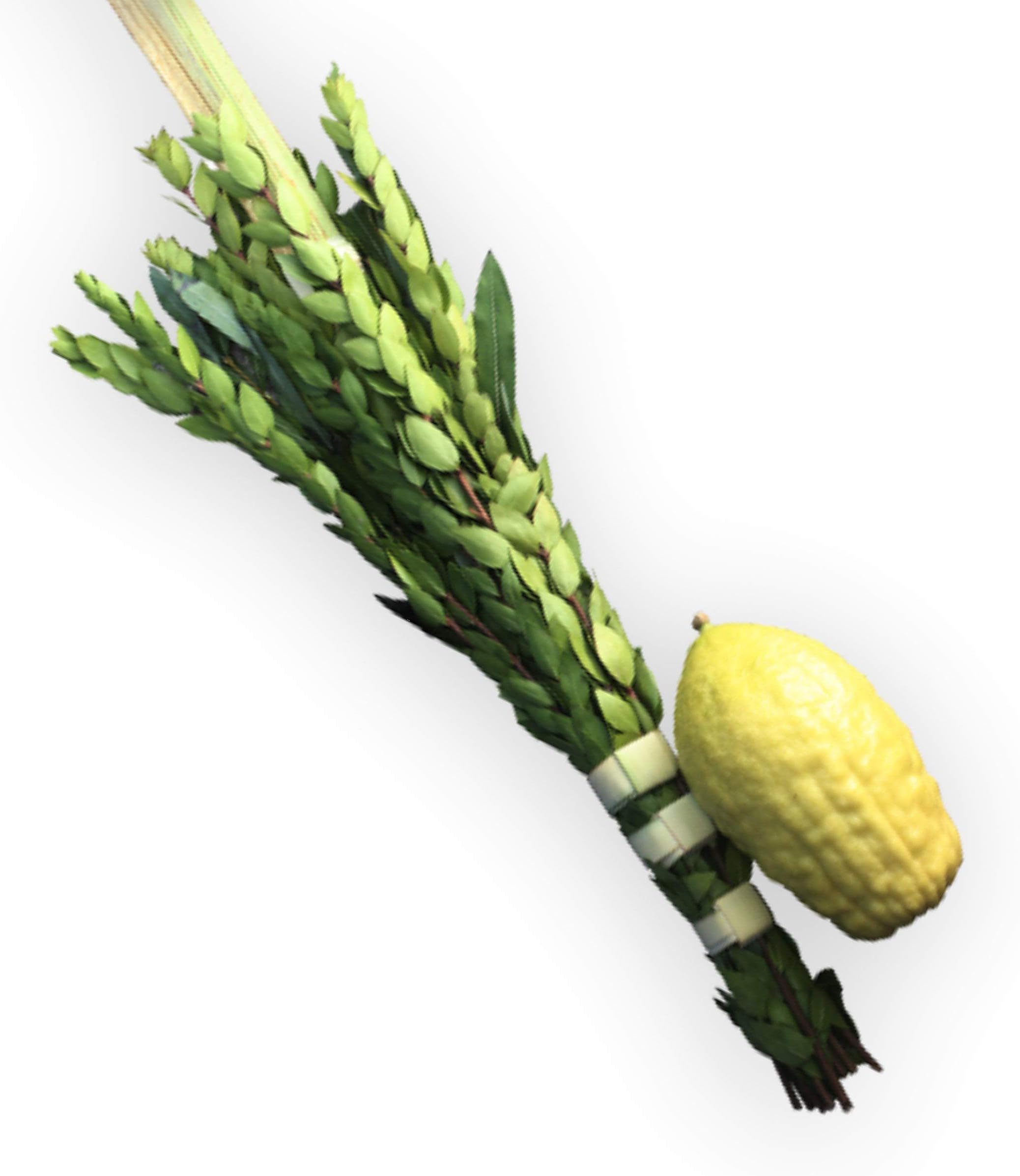 Etrog And Lulav Set + detailed Guide - Well Packed - Ship One Day After Ordering - 2 Day Shipping - REMEMBER! You Get What You Paid For, By Us, You'll Get A Beautiful Set