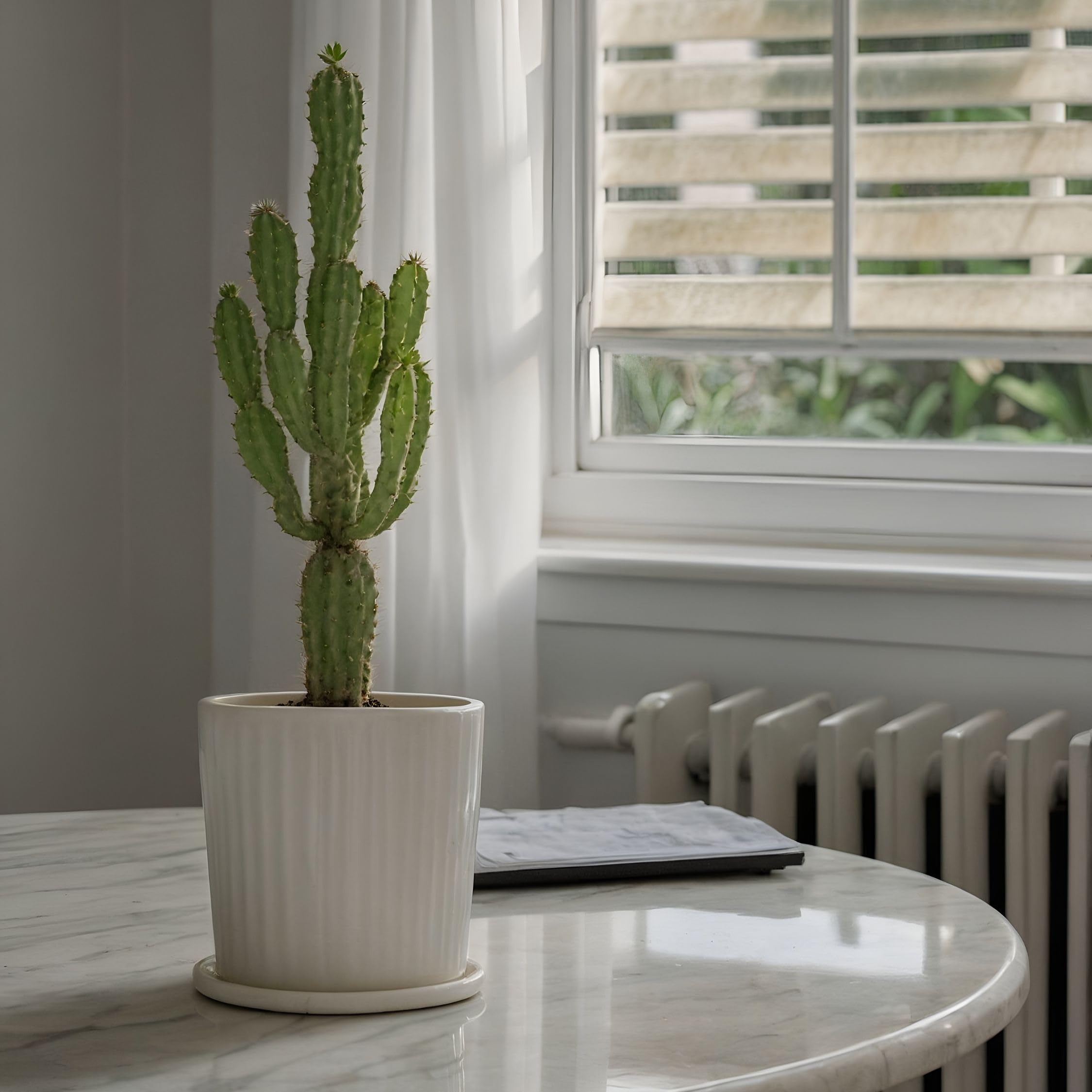 Plant in a Box - Euphorbia Eritrea - Cactus - Pianta da appartamento - Set di 2 - Vaso 17cm - Altezza 50-60cm
